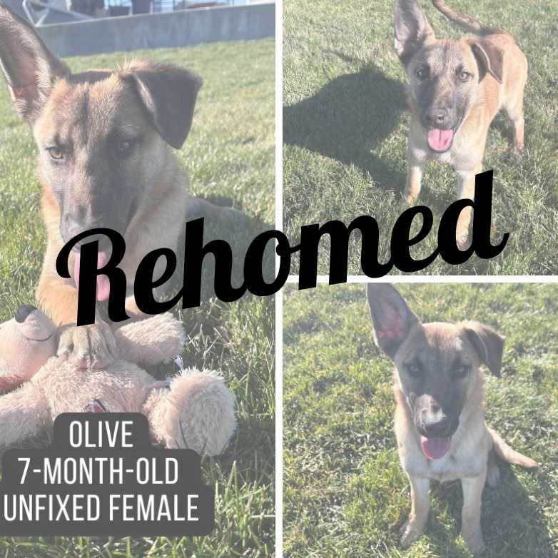 Adopted dog named Olive.